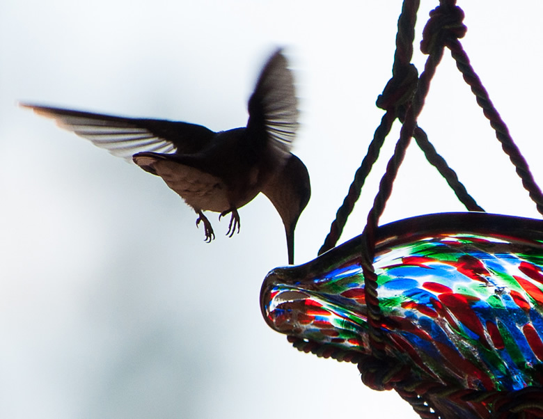 Humming Bird